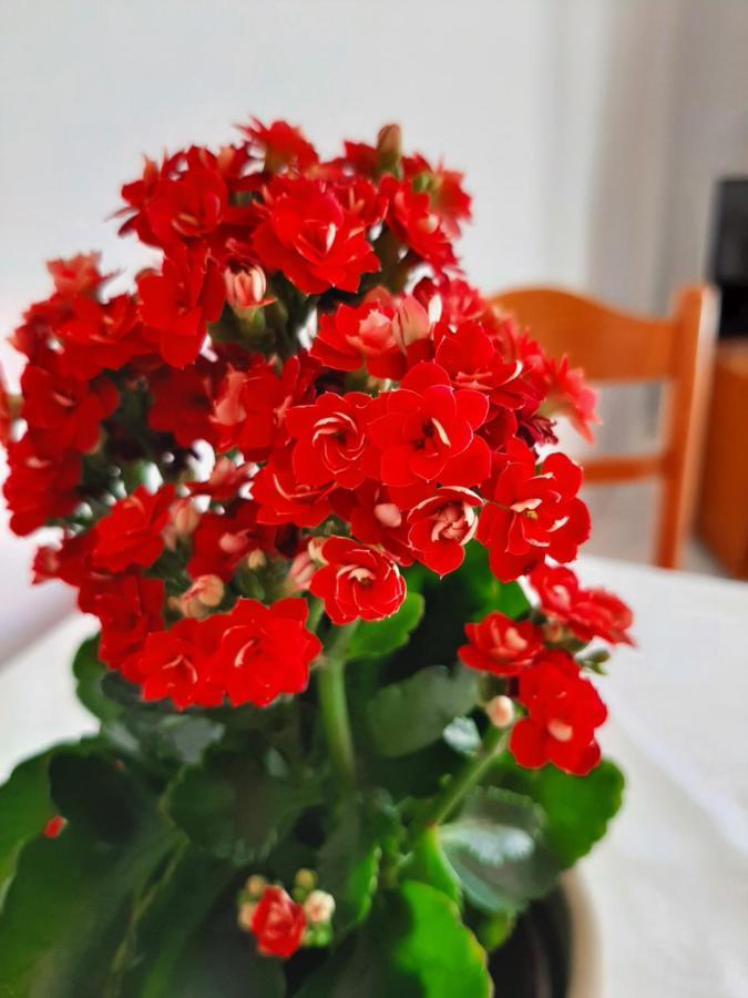 Ammousa Hotel Apartments Lixouri Esterno foto